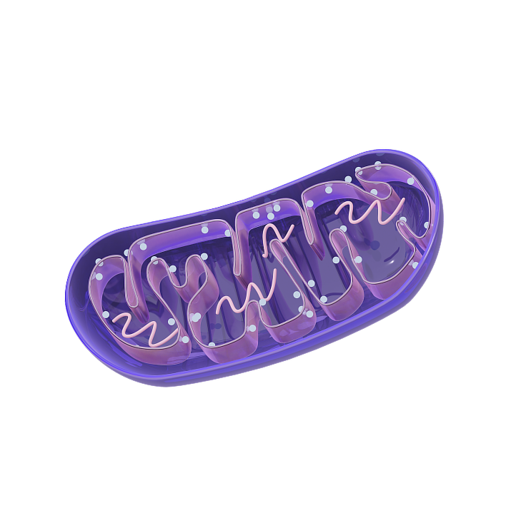 Mitocondria