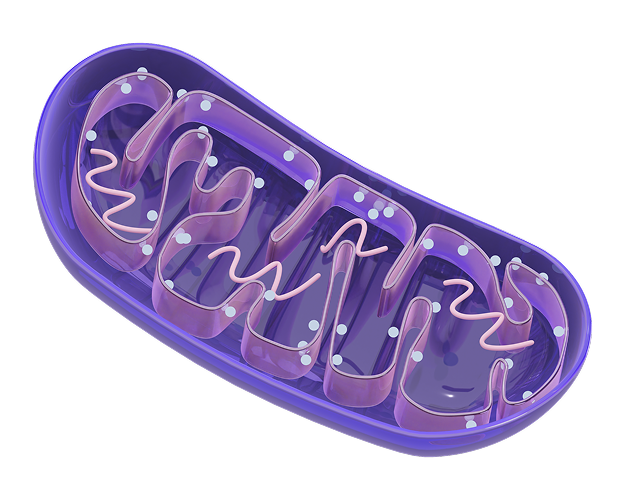 Mitocondria1